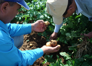 hermes potato seed soil selection