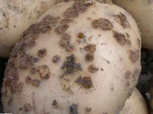 potato seed fungal disease